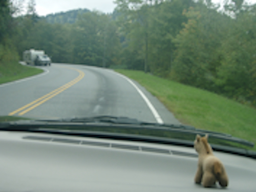 big image of Alvie in the car