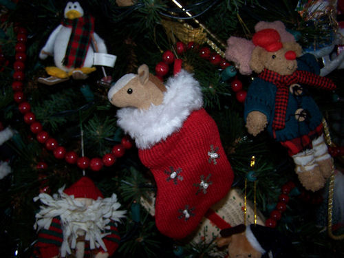 thumbnail of Alvie on the xmas tree